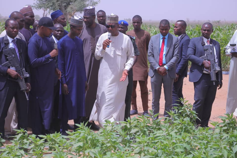 Borno targets export of sesame, others as Zulum visits 20 hectares irrigation farm