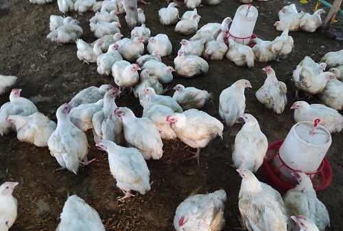 Beware of Hawks in the Broiler Pen: The Rise of Scammers in Nigeria’s Poultry Industry  By: Al Humphrey Onyanabo