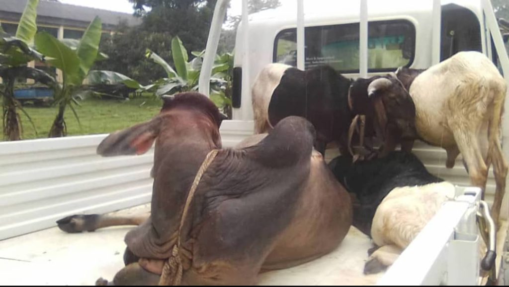 Oyo Rule of Law Crackdown on Street Trading, Open Grazing